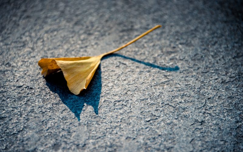 Close-Up Of Autumnal Leaf On Ground in city of China.